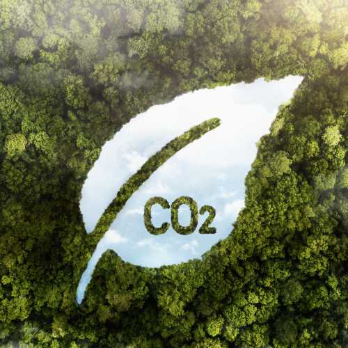 view-green-forest-trees-with-co2.jpg